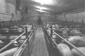 Das Bild zeigt einen Blick in einen fensterlosen Schweinemaststall: Rechts und links des Mittelgangs werden Schweine in Kleingruppen auf Betonspalten gehalten.