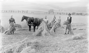 Frauen und Männer ernten Getreide auf dem Feld in Handarbeit und laden es auf einen Pferdewagen.