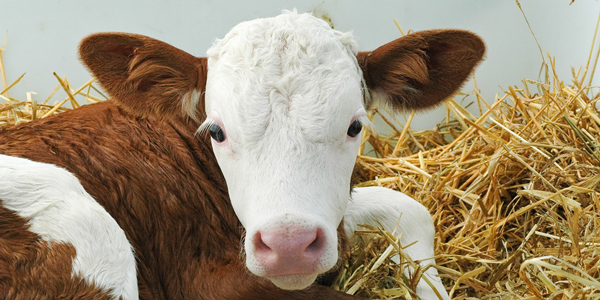 Kalb im Stroh - © www.fotolia.com Kalb im Stroh - Foto