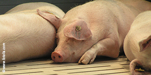 Schweine auf Spaltenboden ruhend - ©www.fotolia.com Schweine auf Spaltenboden ruhend - Foto