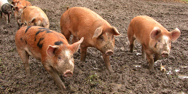 Schweine im Freiland