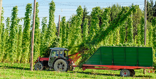 Hopfenernte Hopfenernte