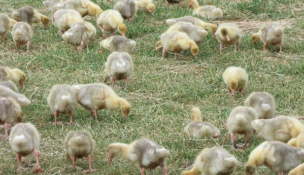 Gänseküken Foto Gänseküken