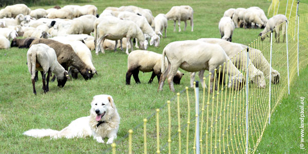 Schafe und Hütehund - © www.landpixel.eu Schafe und Hütehund - Foto