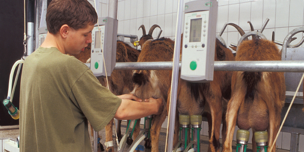 Ziegen beim Melken Ziegen beim Melken - Foto
