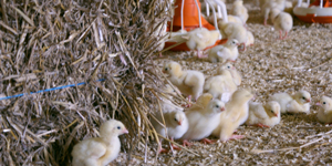 Stroh als Beschäftigungsmaterial