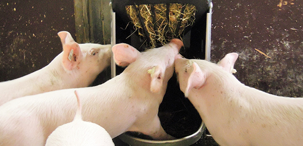 Schweine an Strohraufe Schweine an Strohraufe