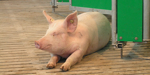Schwein auf Spaltenboden - Foto