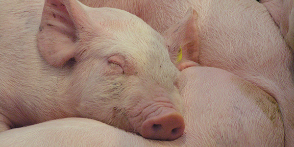 Ruhende Schweine Ruhende Schweine - Foto