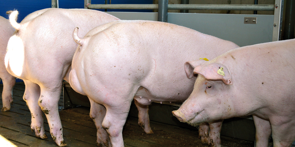 Schweine im Stall Schweine im Stall
