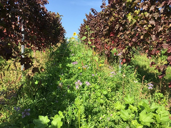 Reihe im Weinberg - © Scheidweiler Begrünte Reihe im Weinberg